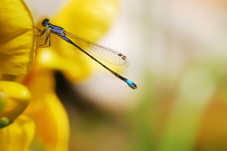 Damselfly on a yellow flowerの写真素材