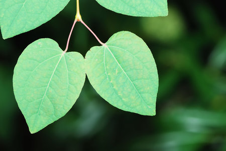 Fresh green leaves of a tree