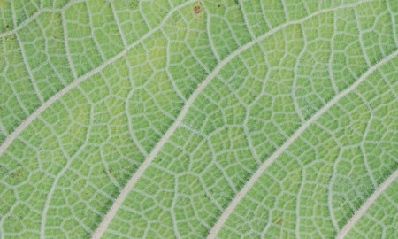 Macro of a green leaf