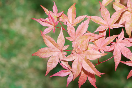 Closeup of colorful red leaves