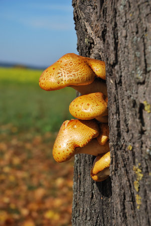 Closeup of a couple of tree mushrooms