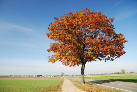 Autumn Landscape in Bavaria (Germany)