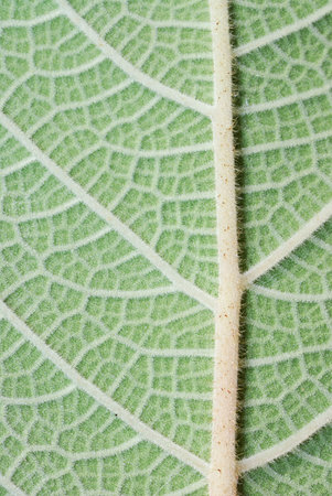 Macro of a green leaf