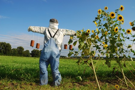 Scarecrow on a field with vegetablesの写真素材