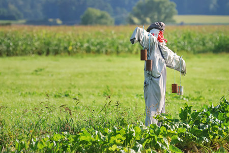 Scarecrow on a field with vegetablesの写真素材