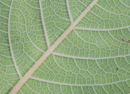 Macro of a green leaf