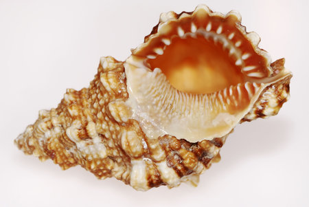 Closeup of a seashell on white background
