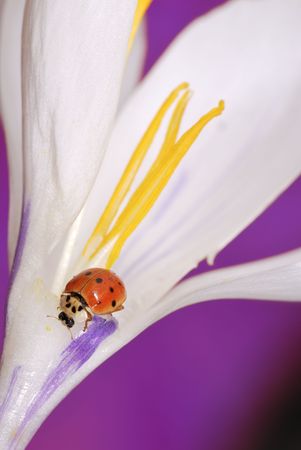 Ladybug crawling in a crocus flowerの写真素材