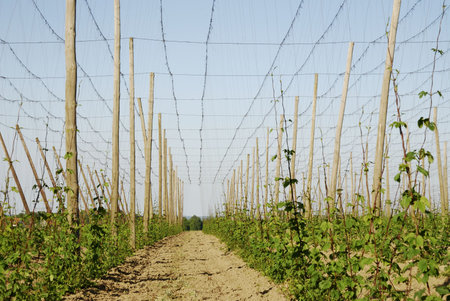 Field for growing hop seen in Bavaria (Germany)