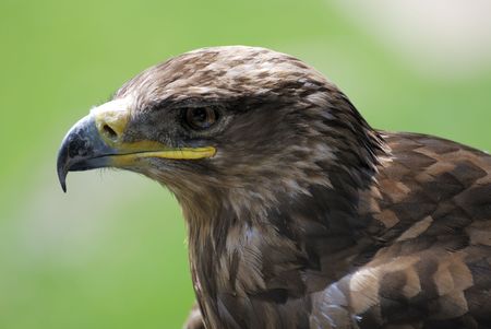 Portrait of an eagle bird                                    の写真素材