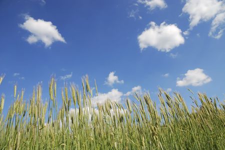 Corn field with blue sky.の写真素材