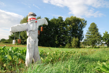 Scarecrow on a field with vegetablesの写真素材