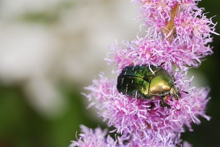 Rose chafer on a pink flower                          の写真素材