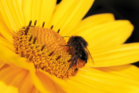 Bumble bee on a yellow marguerite flower                                    