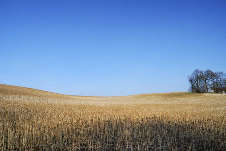Field on a hill with clear blue skyの写真素材