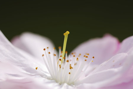 Macro of a pink cherry blossom.の写真素材