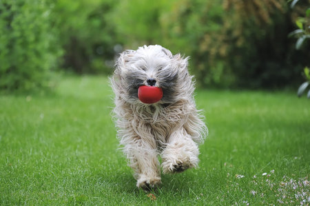 Tibetan terrier dog retrieving a red ball.の写真素材