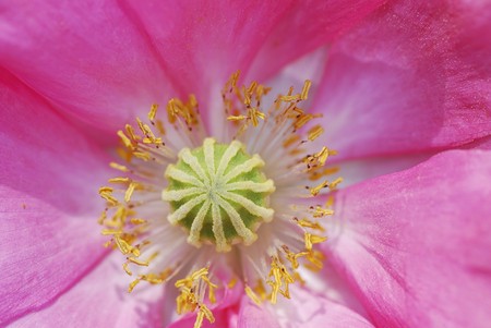 Macro of a pink flower blossomの写真素材