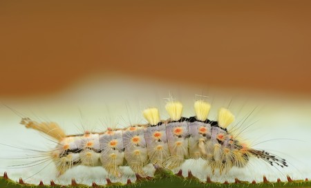 Caterpillar of the rusty tussock mothの写真素材