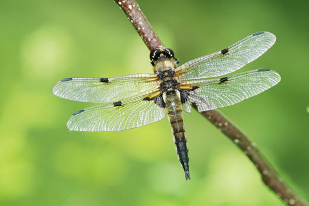 Dragonfly sitting on a twigの写真素材