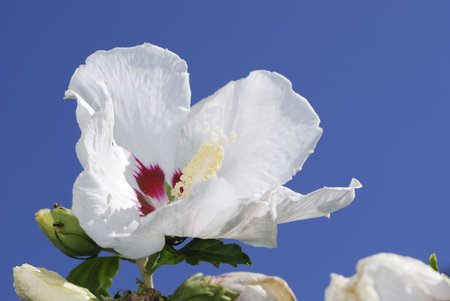 Macro of a white hibiscus blossomの写真素材