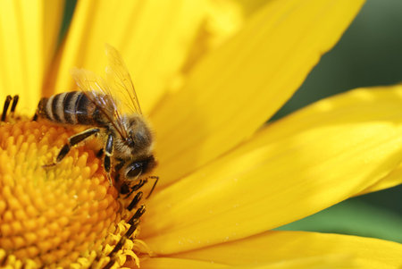Honeybee collecting nectar from a yellow flower