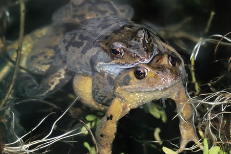 Two pairing common frogs in the poolの写真素材
