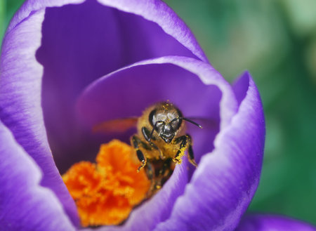 Honeybee and purple crocus flowerの写真素材