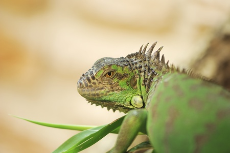 Closeup of a green iguanaの写真素材