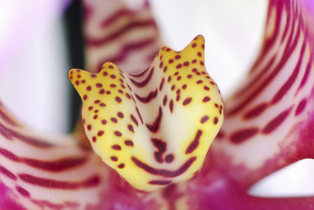 Macro of a beautiful orchidの写真素材