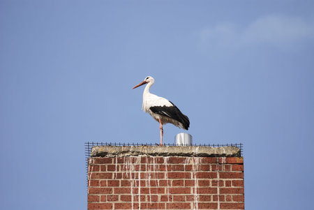 Stork sitting on a smokestack