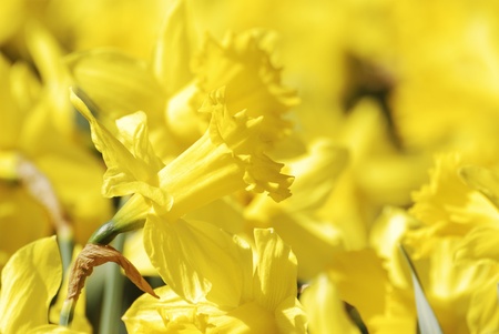 Field of yellow daffodil flowersの写真素材