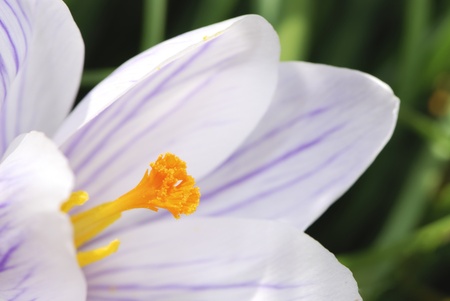 Macro of a crocus flower blossomの写真素材
