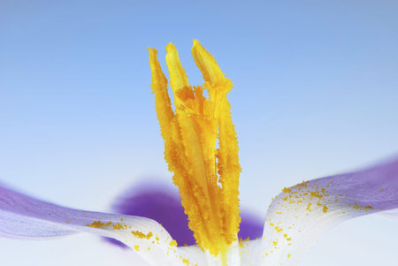 Beautiful flower anther with pollen