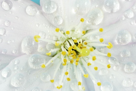 Wet cherry blossom with morning dewの写真素材