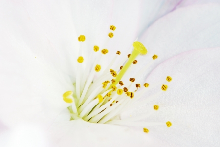 Spring time with cherry blossomの写真素材