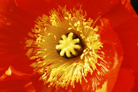 Macro of a flower blossomの写真素材