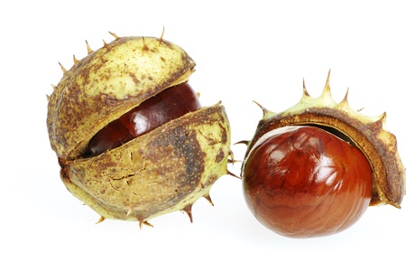 Closeup of isolated chestnuts with shellの写真素材