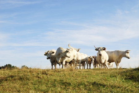 A herd of white cowsの写真素材