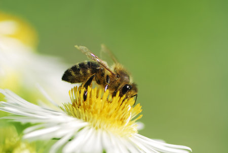 Bee collecting pollen on a aster flower