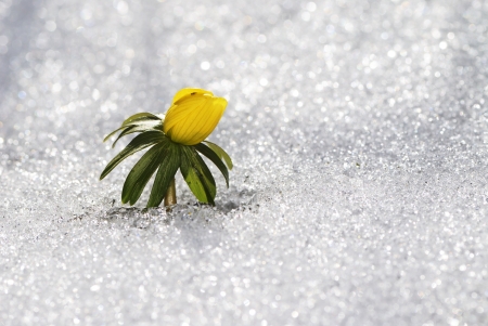 Yellow winter aconite in the snowの写真素材