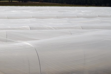 Field for growing vegetables covered by a plastic foilの写真素材