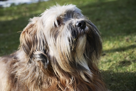 Portrait of a male tibetan terrier dogの写真素材