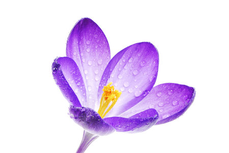 Macro of an isolated crocus blossom full of  raindropsの写真素材