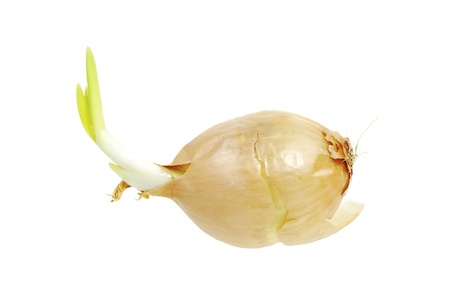 Isolated onion vegetable with fresh sproutsの写真素材