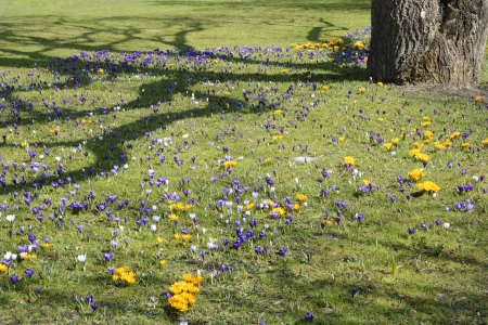 Meadow in the park full of crocus flowersの写真素材