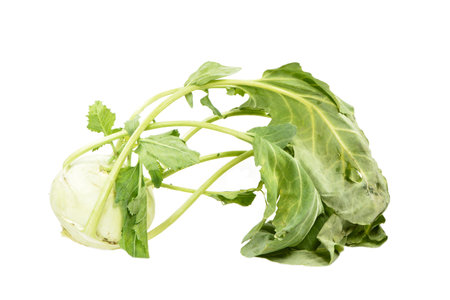 Isolated Kohlrabi (turnip cabbage) vegetableの写真素材