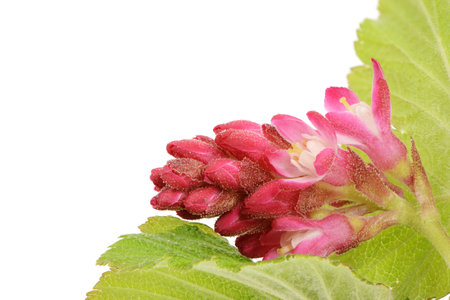 Isolated ribes sanguineum (flowering currant)