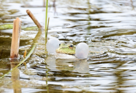 Croaking frog with swollen vocal sacsの写真素材