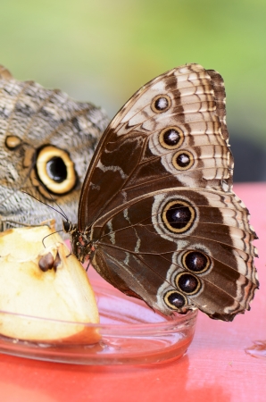 Feeding a Morpho butterfly (Morpho peleides)の写真素材
